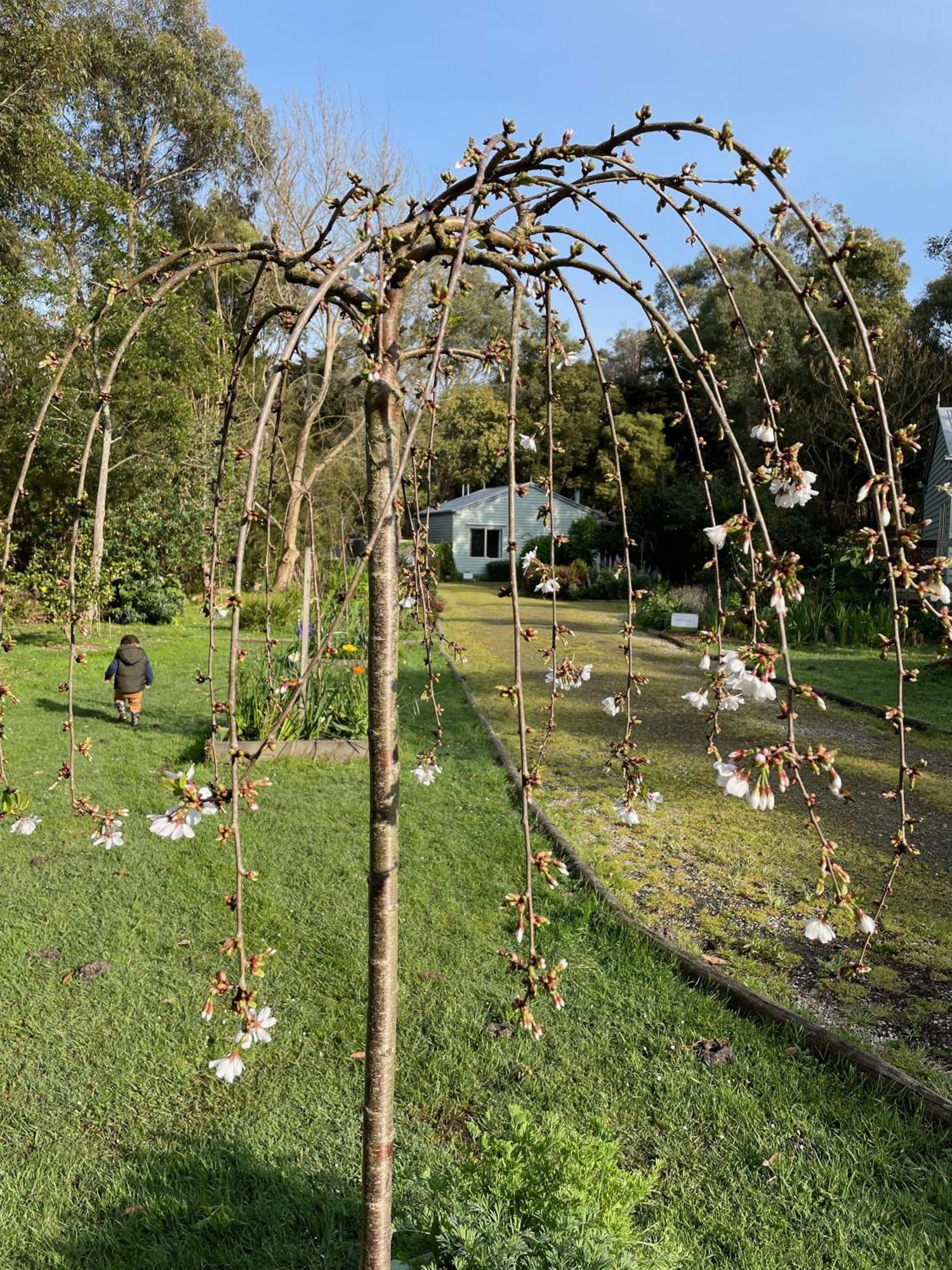 Tindoona Cottages Foster Εξωτερικό φωτογραφία