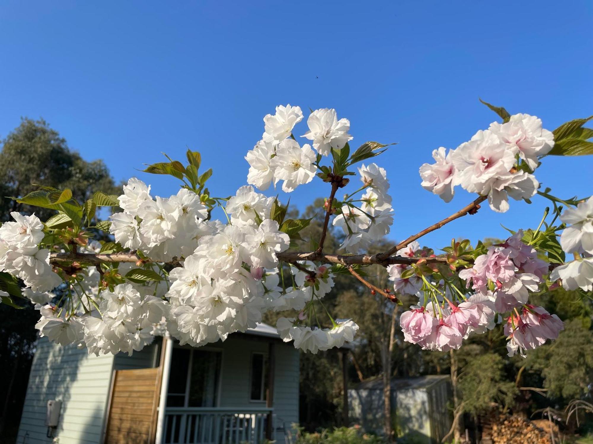 Tindoona Cottages Foster Εξωτερικό φωτογραφία